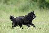 SCHIPPERKE 327